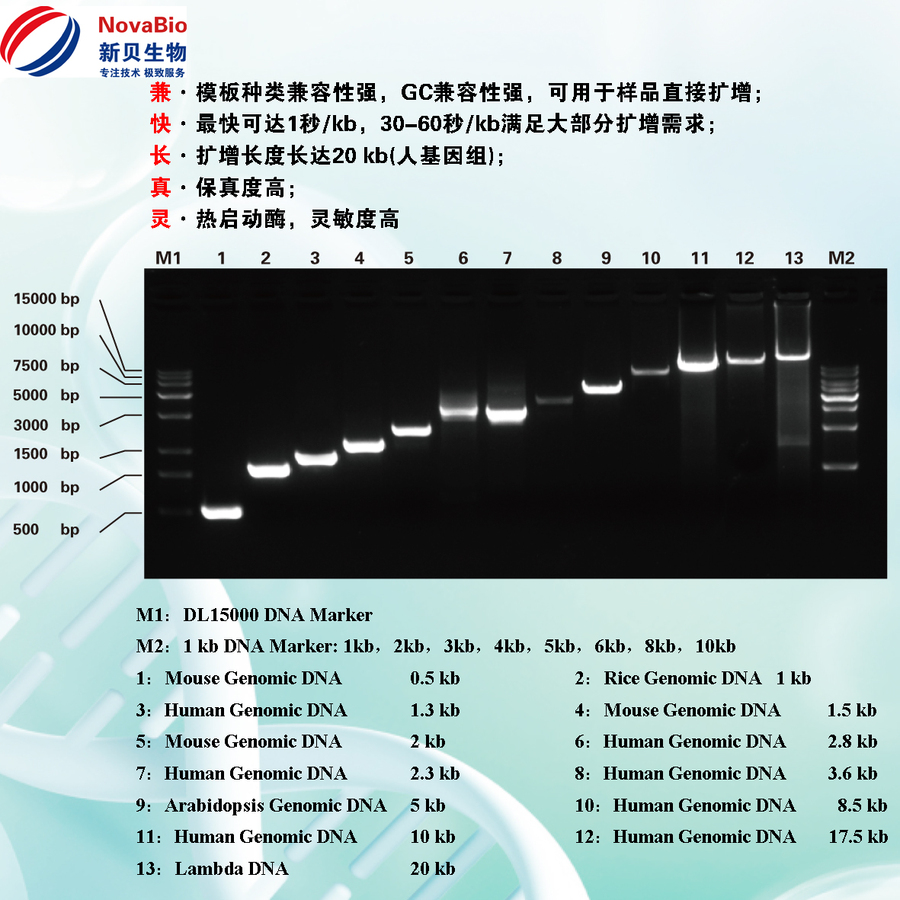 G5 High-Fidelity DNA Polymerase,高保真酶PCR Kit,新貝生物,NovaBio,新貝（上海）生物科技有限公司,免費技術咨詢,專注分子生物學工具酶和服務2.jpg